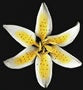 Stargazer Lily- Large -Yellow