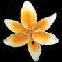Stargazer Lily XL Orange