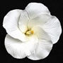 Royal Icing Hibiscus - Medium - White