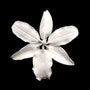 Vuylstekeara Orchid - White