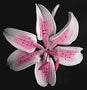 Stargazer Lily - mini Pink