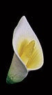 Calla Lily Medium - gumpaste