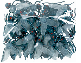 3D Flies