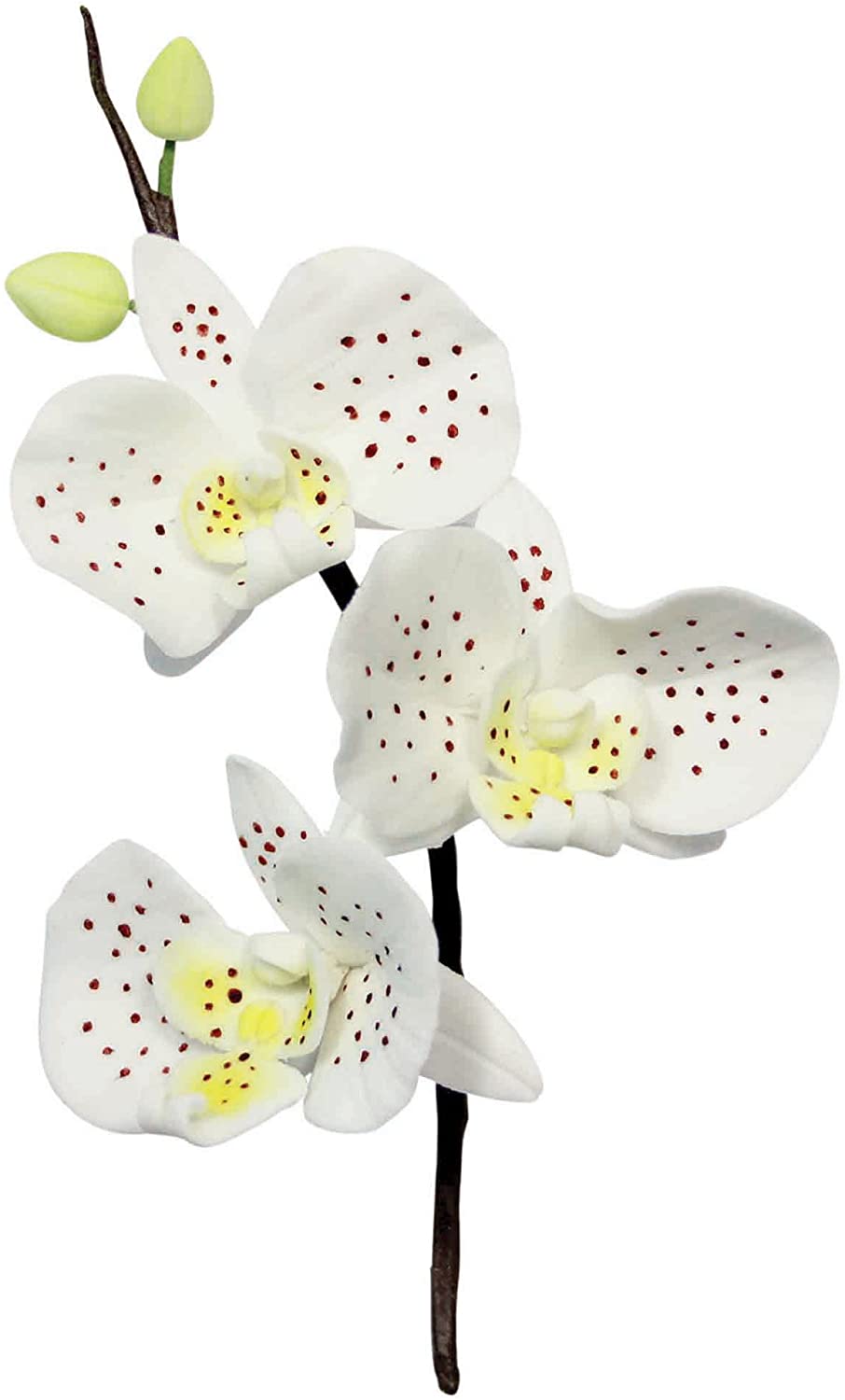 PME Moth Orchid Cutter, Stainless Steel