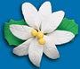 Gumpaste Poinsettia - Small White