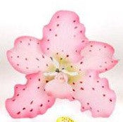 Gumpaste Spotted Vanda Orchid - Various Colors