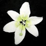 Stargazer Lily - XL White