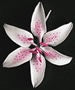 Stargazer Lily  flower - Pink