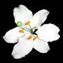 Casablanca Lily White - Medium