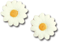 Daisy - White - 1 1/2" Sugar