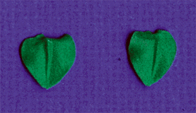 Leaf Icing - Green - 1/2" - 12 Pieces