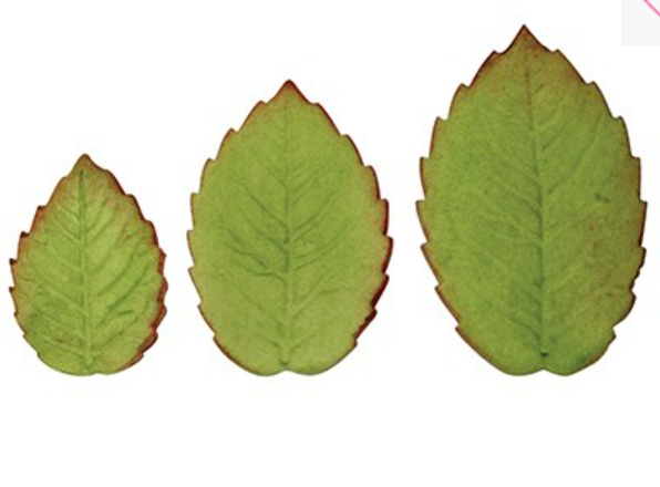 PME Veined Rose Leaf Plunger Cutter Set of 3