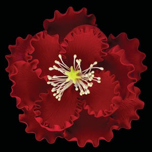 Peony Jumbo Flower - Red