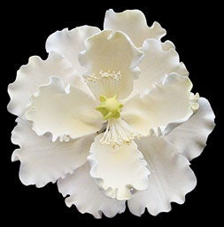 Peony Jumbo Flower - White